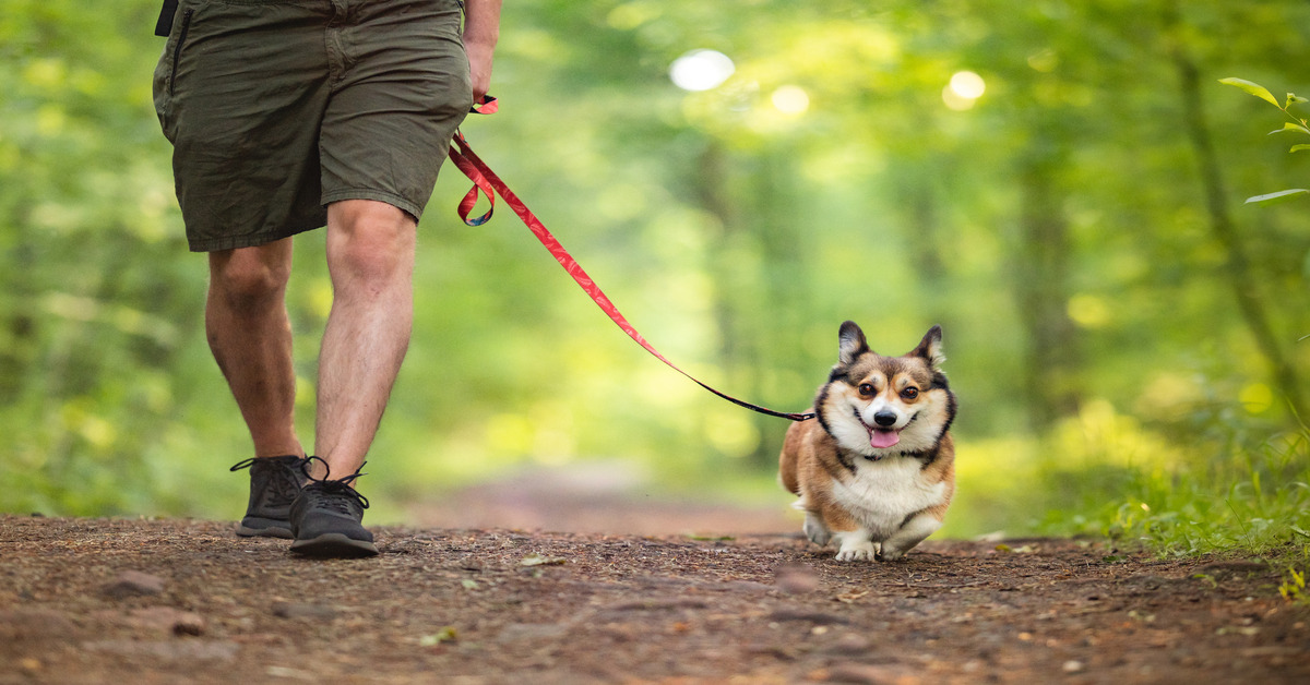 A person taking a walk along a dirt path in the woods with his brown and white corgi. The dog is on a red leash.
