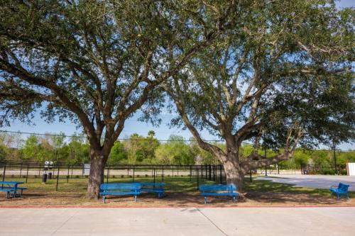Blue metal benches rest in the shade beneath two sprawling trees at the Medical Center RV Resort in Houston, Texas.